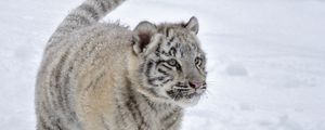 Preview wallpaper tiger, snow, albino, winter, run