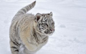 Preview wallpaper tiger, snow, albino, winter, run