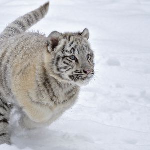 Preview wallpaper tiger, snow, albino, winter, run