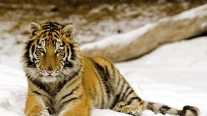 Preview wallpaper tiger, snow, baby, predator