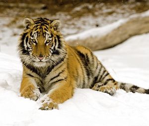 Preview wallpaper tiger, snow, baby, predator