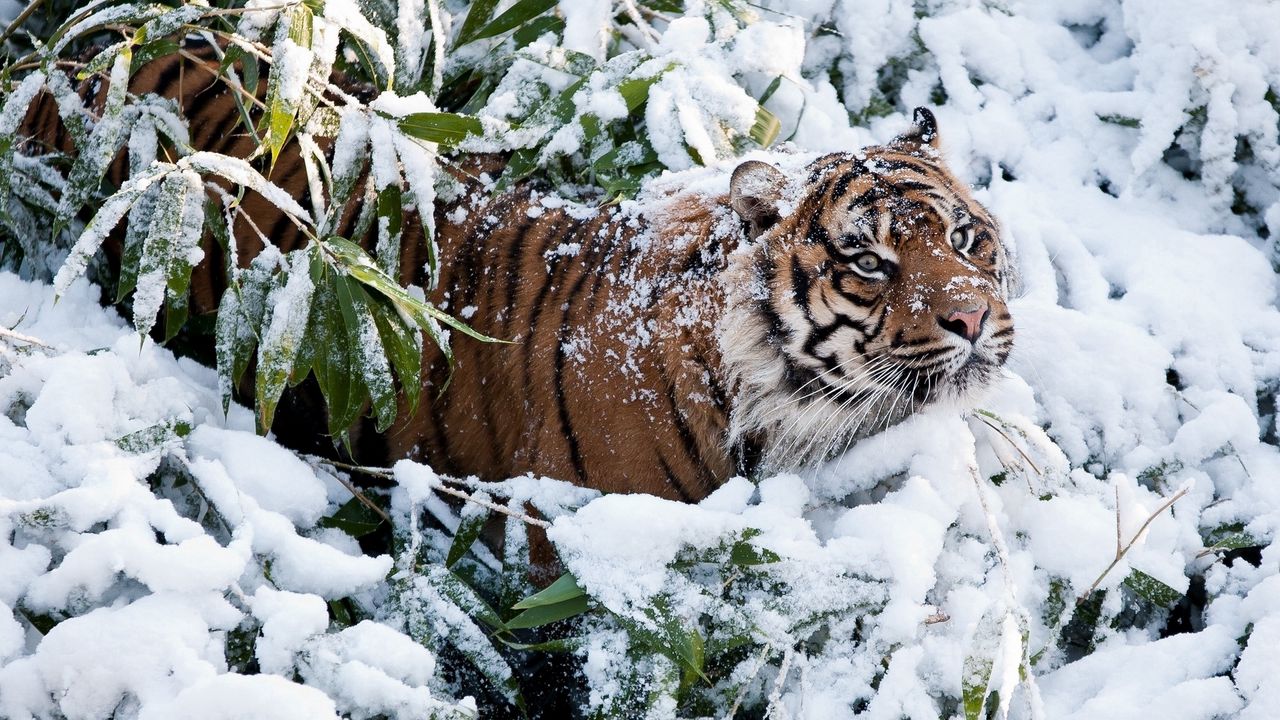 Wallpaper tiger, snow, branches, winter