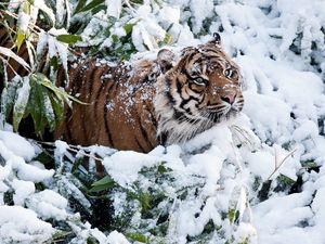 Preview wallpaper tiger, snow, branches, winter