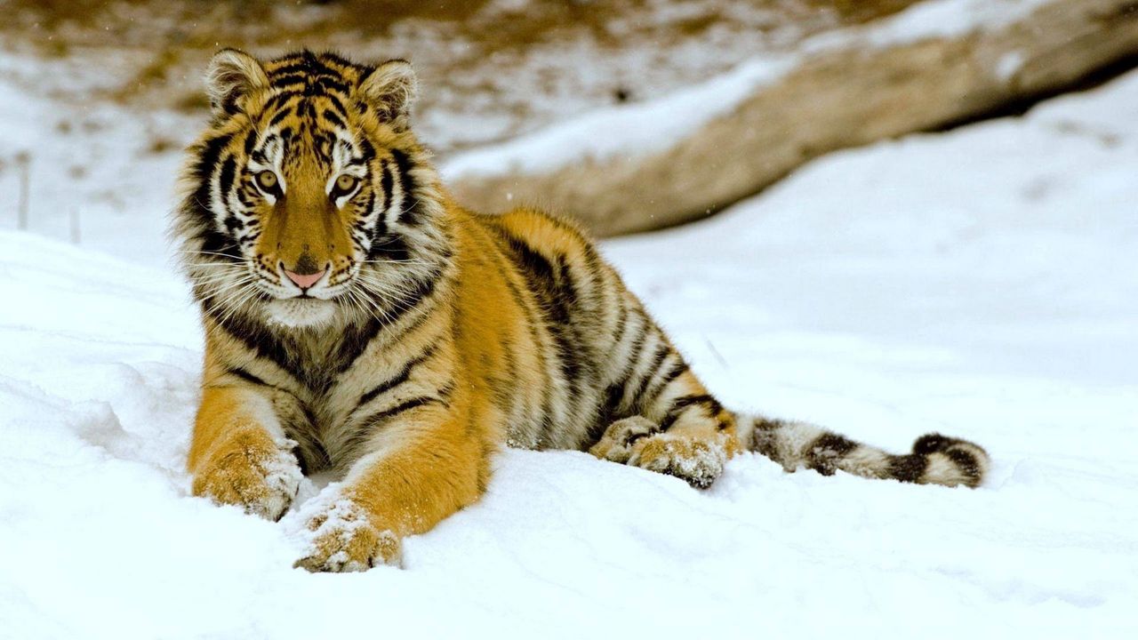 Wallpaper tiger, snow, down, big cat, predator