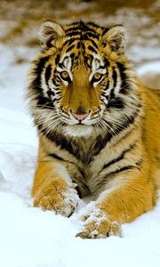 Preview wallpaper tiger, snow, down, big cat, predator