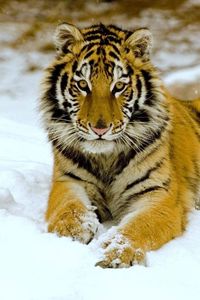 Preview wallpaper tiger, snow, down, big cat, predator