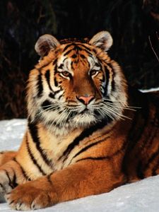 Preview wallpaper tiger, snow, down, predator