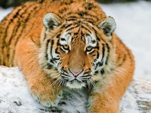 Preview wallpaper tiger, snow, down, big cat, predator