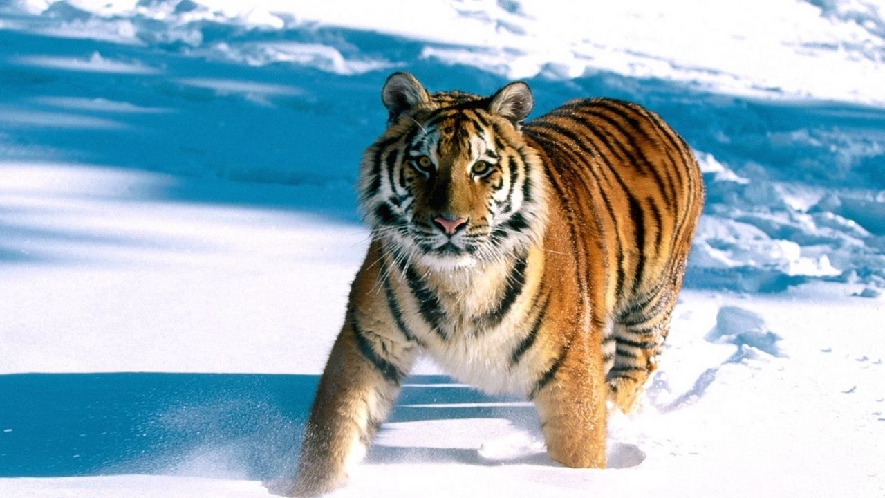 Wallpaper tiger, snow, escape, predator