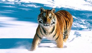 Preview wallpaper tiger, snow, escape, predator