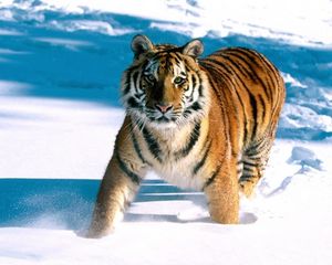 Preview wallpaper tiger, snow, escape, predator