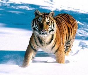 Preview wallpaper tiger, snow, escape, predator