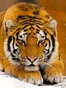 Preview wallpaper tiger, snow, lie down, big cat