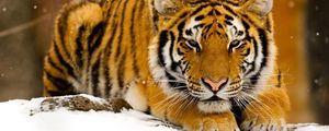Preview wallpaper tiger, snow, lie down, big cat