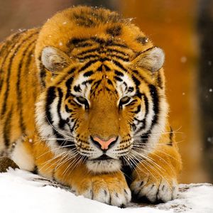 Preview wallpaper tiger, snow, lie down, big cat