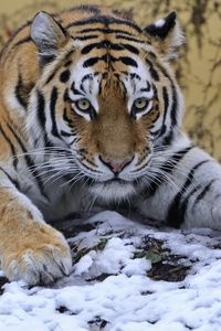 Preview wallpaper tiger, snow, lie down, paw, eyes, predator