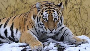 Preview wallpaper tiger, snow, lie down, paw, eyes, predator