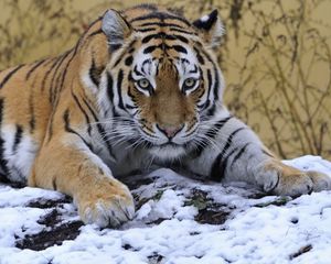 Preview wallpaper tiger, snow, lie down, paw, eyes, predator