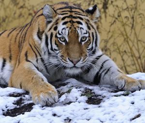 Preview wallpaper tiger, snow, lie down, paw, eyes, predator