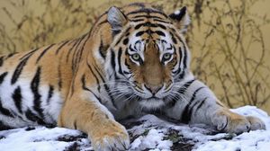 Tiger wallpapers hd, desktop backgrounds, images and pictures