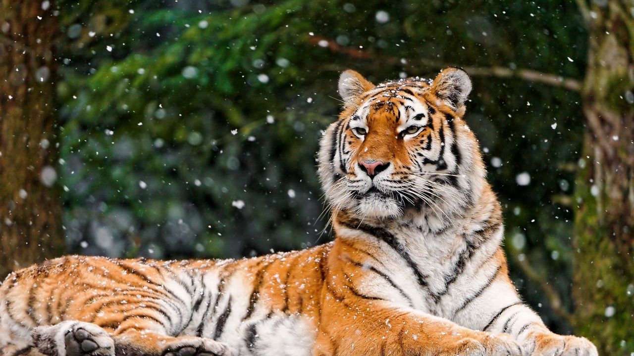 Wallpaper tiger, snow, lying, animal