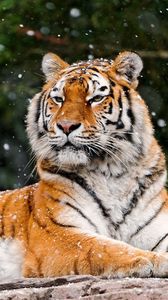 Preview wallpaper tiger, snow, lying, animal