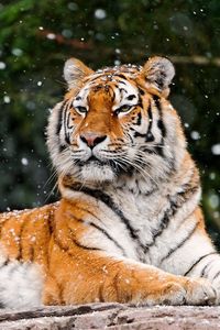 Preview wallpaper tiger, snow, lying, animal