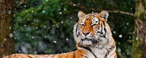 Preview wallpaper tiger, snow, lying, animal