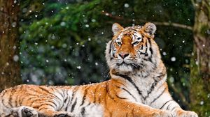 Preview wallpaper tiger, snow, lying, animal