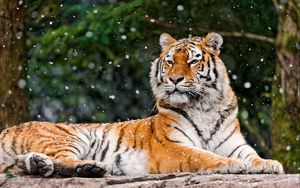 Preview wallpaper tiger, snow, lying, animal