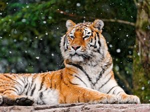 Preview wallpaper tiger, snow, lying, animal