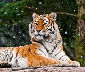 Preview wallpaper tiger, snow, lying, animal