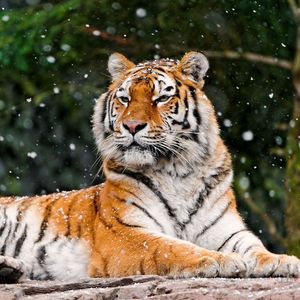 Preview wallpaper tiger, snow, lying, animal