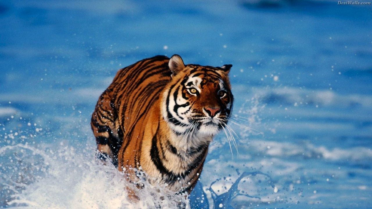 Wallpaper tiger, snow, predator, escape