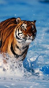 Preview wallpaper tiger, snow, predator, escape