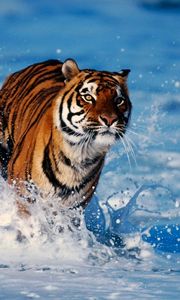 Preview wallpaper tiger, snow, predator, escape