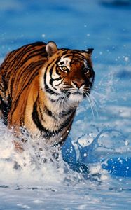 Preview wallpaper tiger, snow, predator, escape