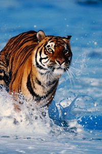 Preview wallpaper tiger, snow, predator, escape