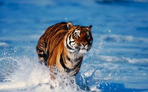 Preview wallpaper tiger, snow, predator, escape