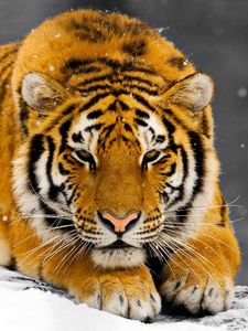 Preview wallpaper tiger, snow, predator, hiding