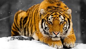 Preview wallpaper tiger, snow, predator, hiding