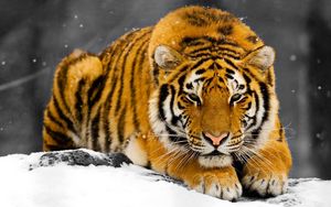 Preview wallpaper tiger, snow, predator, hiding