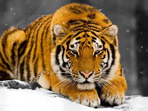 Preview wallpaper tiger, snow, predator, hiding