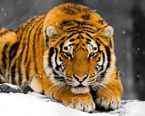 Preview wallpaper tiger, snow, predator, hiding