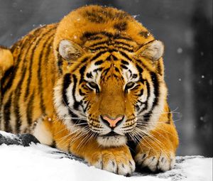 Preview wallpaper tiger, snow, predator, hiding