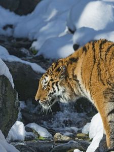 Preview wallpaper tiger, snow, predator