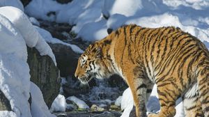 Preview wallpaper tiger, snow, predator