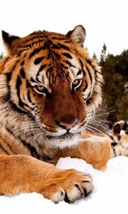 Preview wallpaper tiger, snow, striped, big cat