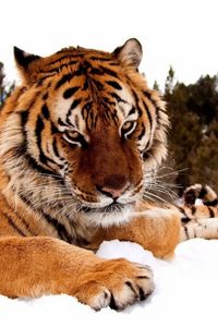 Preview wallpaper tiger, snow, striped, big cat