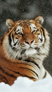 Preview wallpaper tiger, snow, striped, predators, big cat